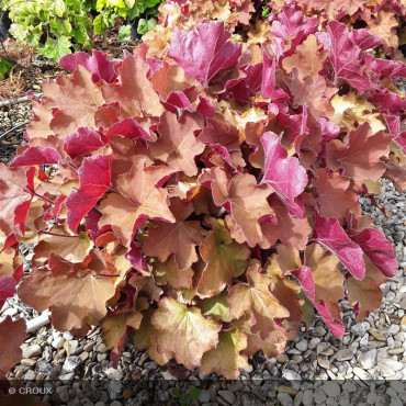 HEUCHERA 'Caramel®'
