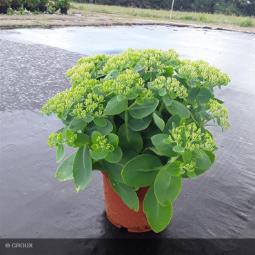SEDUM spectabile 'Brillant'