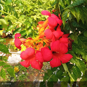 CAMPSIS x tagliabuana 'Mme Galen'