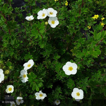 POTENTILLA fruticosa...