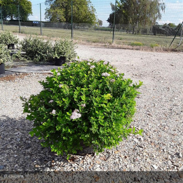 SPIRAEA japonica 'Little princess'