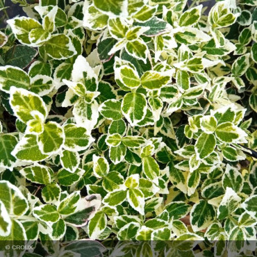 EUONYMUS fortunei 'Emerald...