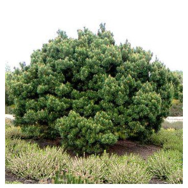 PINUS sylvestris 'Watereri'