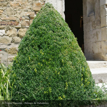 BUXUS sempervirens