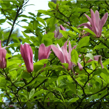MAGNOLIA x soulangeana 'Susan'