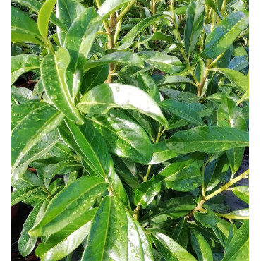 PRUNUS laurocerasus 'Novita'