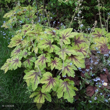 HEUCHERELLA 'Art Nouveau®'