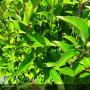 LIGUSTRUM japonicum