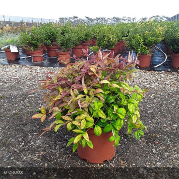 NANDINA domestica 'Fire Power'