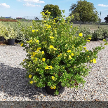 POTENTILLA fruticosa...