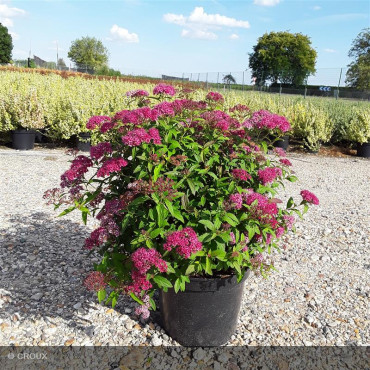 SPIRAEA japonica Anthony...