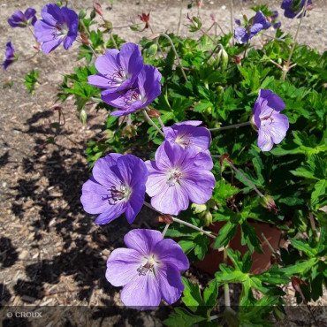 GERANIUM 'Rozanne'