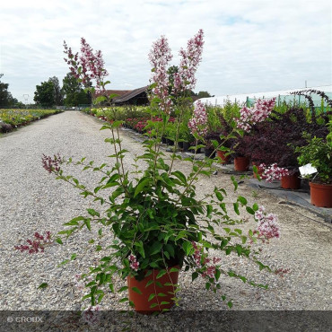 SYRINGA microphylla 'Superba'