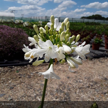 AGAPANTHUS africanus 'Albus'
