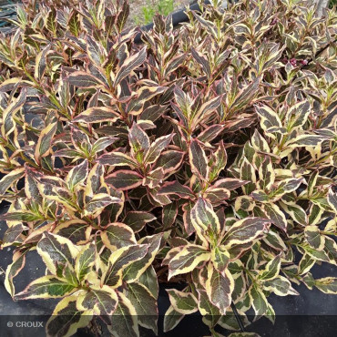 WEIGELA All summer monet