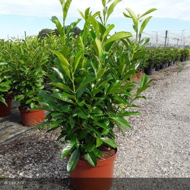 PRUNUS laurocerasus...