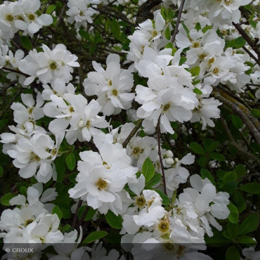 EXOCHORDA x macrantha 'The...
