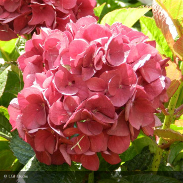 HYDRANGEA macrophylla...