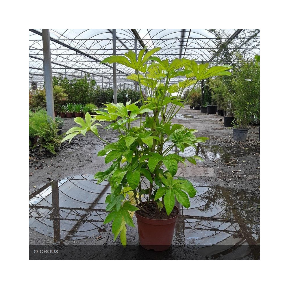 Fatsia japonica en Artstone
