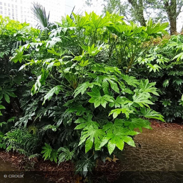FATSIA japonica