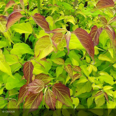LEYCESTERIA formosa 'Golden lanterns®'