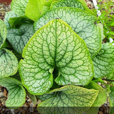 BRUNNERA macrophylla 'Jack...