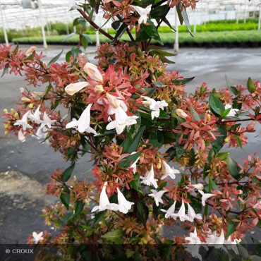 ABELIA x grandiflora...
