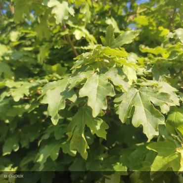 ACER campestre 'Nanum'
