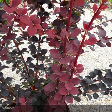 BERBERIS x ottawensis...