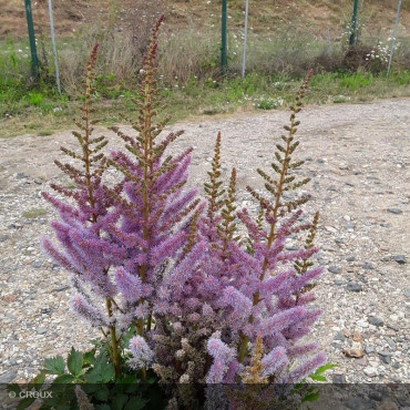 ASTILBE chinensis 'Pumila'