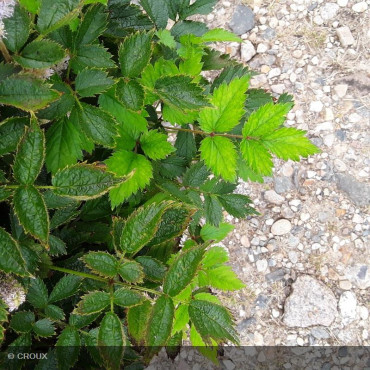 ASTILBE chinensis 'Pumila'