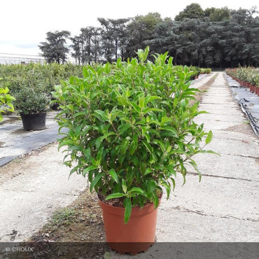 CARYOPTERIS x clandonensis Grand bleu