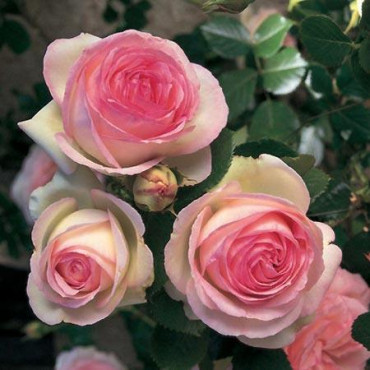 ROSIER grimpant 'Pierre de...