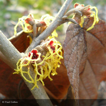 HAMAMELIS intermedia Arnold...