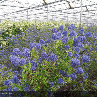 CEANOTHUS thyrsiflorus...
