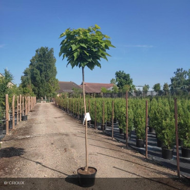 CATALPA bignonioides 'Nana'