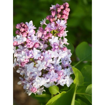 SYRINGA vulgaris 'Michel...