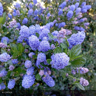 CEANOTHUS thyrsiflorus...