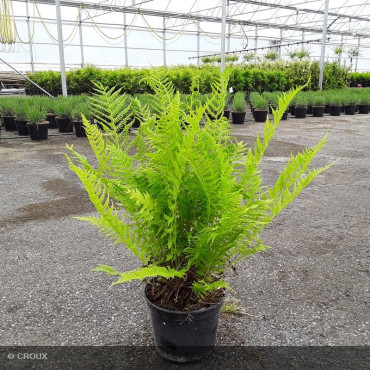 DRYOPTERIS filix mas