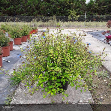 CERATOSTIGMA willmottianum 