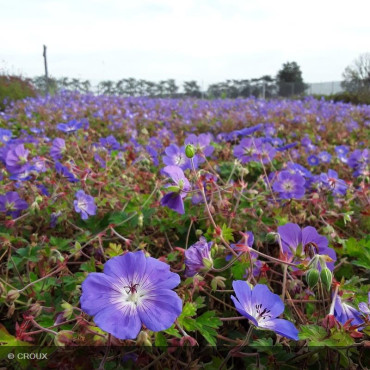 GERANIUM 'Rozanne'