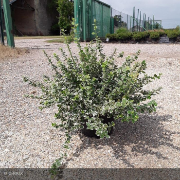 EUONYMUS fortunei 'Emerald Gaiety'