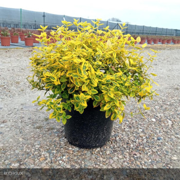 EUONYMUS fortunei 'Emerald Gold'
