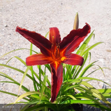 HEMEROCALLIS 'Sammy Russell'