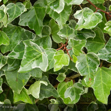 HEDERA helix 'Glacier'