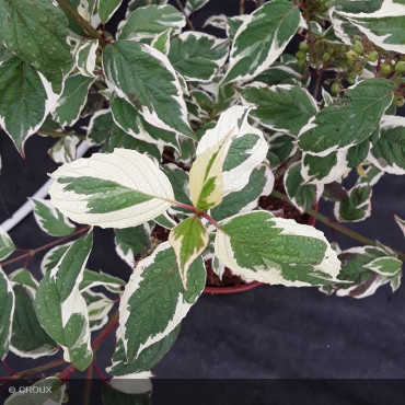 CORNUS alba 'Elegantissima'