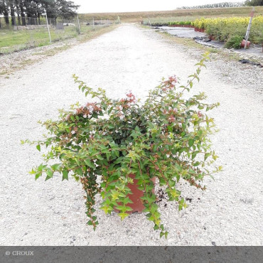 ABELIA x grandiflora 'Edward Goucher'