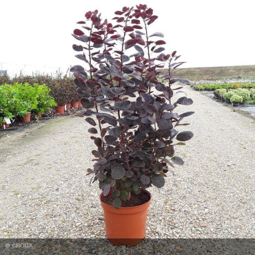 COTINUS coggygria 'Royal...