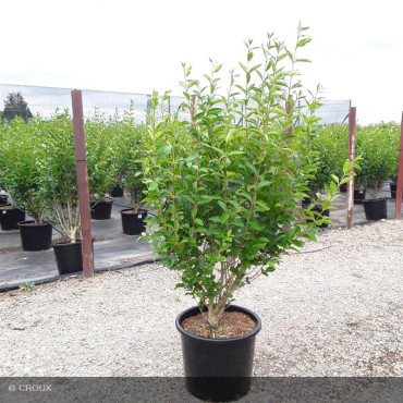 LIGUSTRUM ovalifolium
