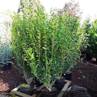 LIGUSTRUM ovalifolium